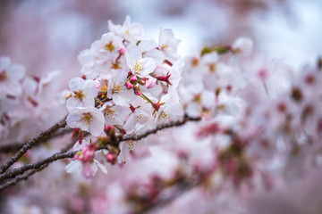 桜の花