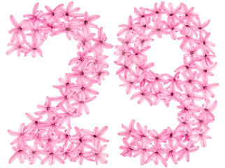 Numeral 29, twenty nine, from natural flowers of hyacinth, isolated on white background