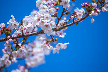 桜の花