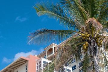 Fototapeta na wymiar Palm and buildings in Miami Beach 