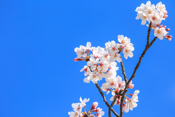 桜の花
