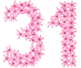 Numeral 31, thirty one, from natural flowers of hyacinth, isolated on white background