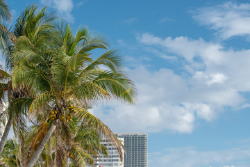 Fototapeta na wymiar Palms and buildings in Miami Beach