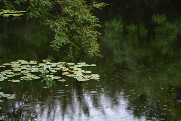 Tree branch above water lilies in the rain 