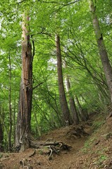 霧のアカマツの森