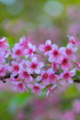 Close-up Wild Himalayan Cherry or Thai Sakura