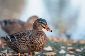 brown duck on the pond