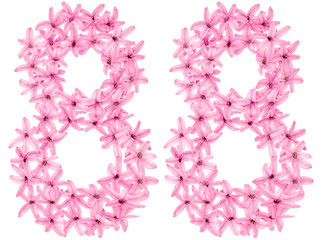 Numeral 88, eighty eight, from natural flowers of hyacinth, isolated on white background