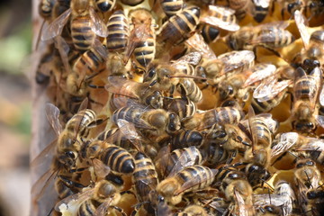 Bienen im Bienenstock 