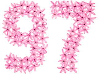 Numeral 97, ninety seven, from natural flowers of hyacinth, isolated on white background