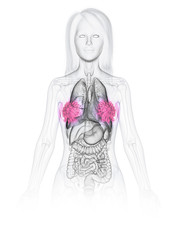 3d rendered medically accurate illustration of a womans mammary glands