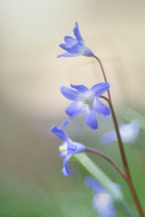 Squill (scilla) photographed with a vintage lens.