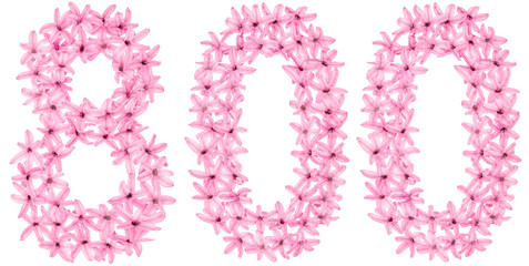 Numeral 800, eight hundred, from natural flowers of hyacinth, isolated on white background