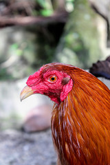 Close-up portrait of a rooster chicken fighting cock in the Philippines