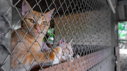 Ginger Tomcat, male cat, Locked up like a prisoner behind a chain link fence with his paws up against the fence. Cat in need to a rescue or a good home. Caged animal in need of help.