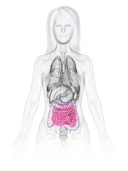 3d rendered medically accurate illustration of a womans small intestine