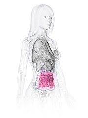3d rendered medically accurate illustration of a womans small intestine