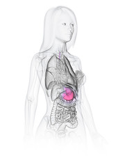 3d rendered medically accurate illustration of a womans stomach