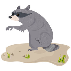 Raccoon isolated Vector. Cute cartoon character illustrations