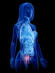 3d rendered medically accurate illustration of a womans uterus