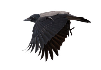 one flying grey crow isolated on white