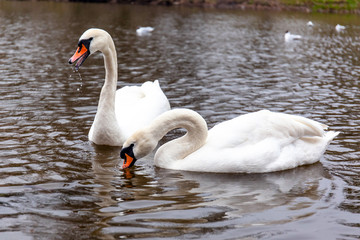 Obraz premium two swans in love at the pond