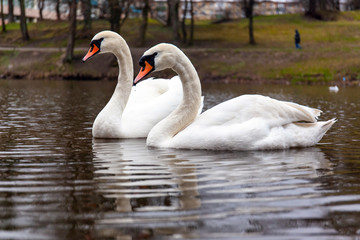 two swans in love at the pond
