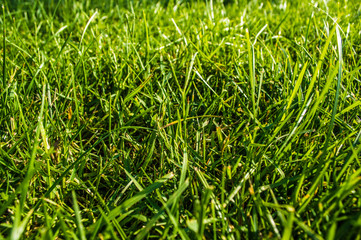 Close up of green grasses under the sunlight