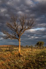A Hakea tree stands alone in the Australian outback during sunset. Pilbara region, Western Australia, Australia.