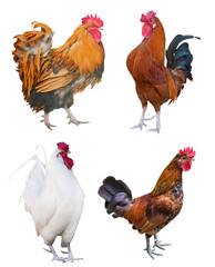 four isolated roosters collection