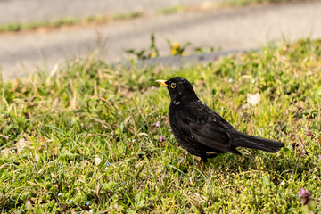 Fototapeta premium Nature