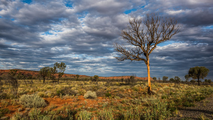 Obraz premium A Hakea tree stands alone in the Australian outback during sunset. Pilbara region, Western Australia, Australia.