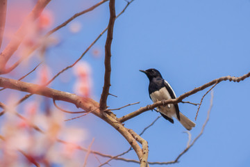 Bird on a branch with flower blooming