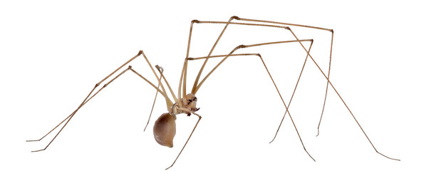 cellar spider isolated on white