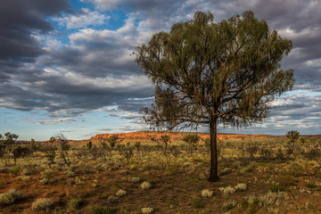 Fototapeta na wymiar A Hakea tree stands alone in the Australian outback during sunset. Pilbara region, Western Australia, Australia.