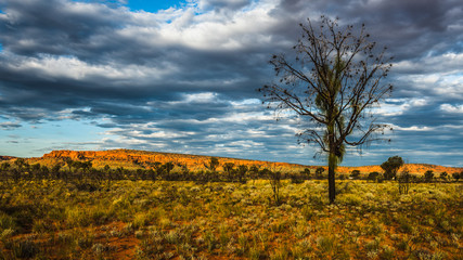 A Hakea tree stands alone in the Australian outback during sunset. Pilbara region, Western Australia, Australia.