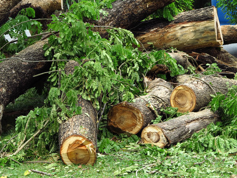 pile of cut big tree in garden