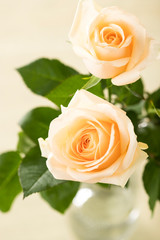 バラ　白いバラ