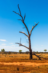 A Hakea tree stands alone in the Australian outback during sunset. Pilbara region, Western Australia, Australia.