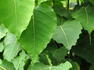 green bodhi leaf tree in the garden