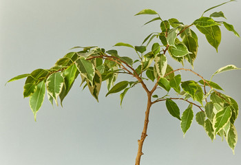 branch with green leaves isolated on white background