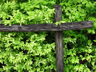 green leaf of bush wall with fence in garden