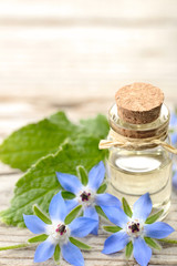 borage oil in the glass bottle, with fresh borage flowers