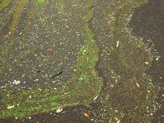 dirty water with autumn leaf