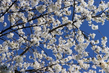 Fototapeta premium Cherry blossom tree during spring flowering.