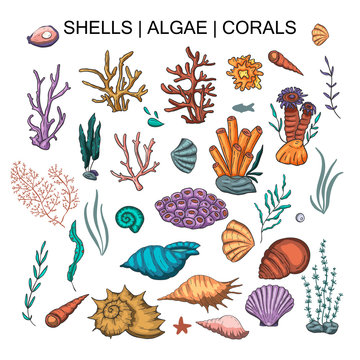 Algae, coral and shells big vector set.