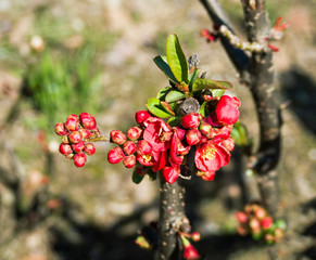 Closeup of red flower buds of apple, pear or cherry plum. Natural background of blooming fruit tree branch