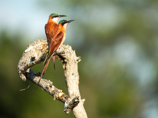 carmine bee-eaters