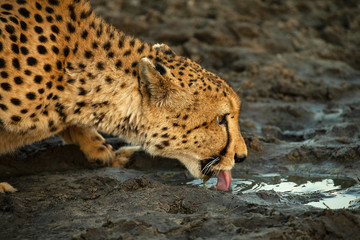 Cheetah drinking close up profile