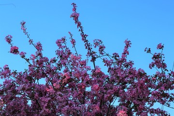 Peach tree branch, during spring flowering.